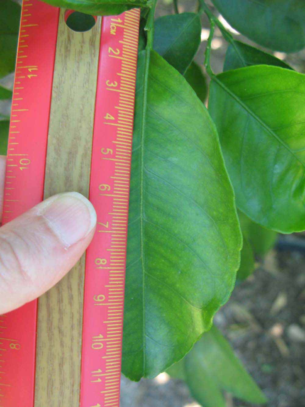              Unifoliolate leaf (Winter Haven, FL)       